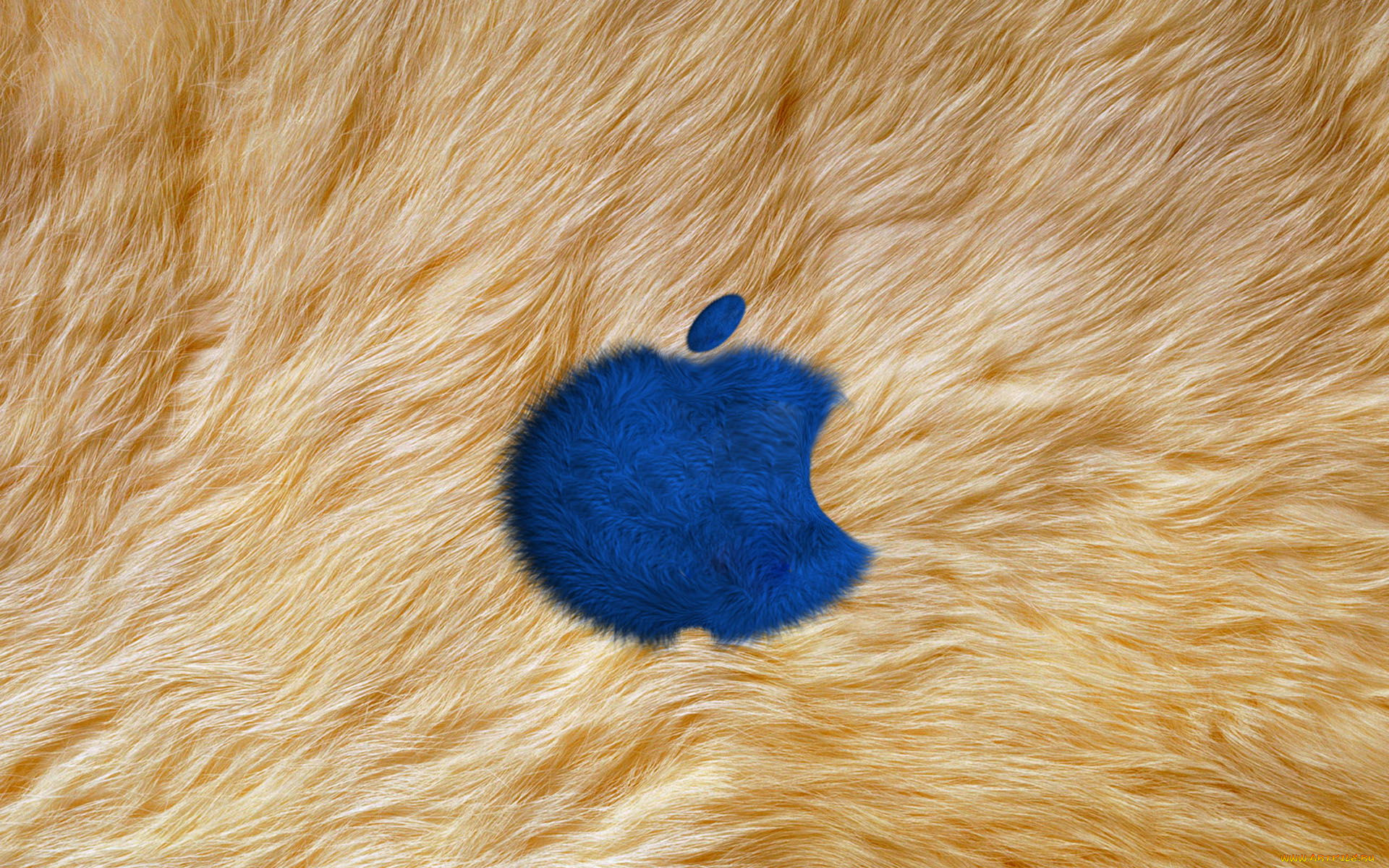 , apple, , 